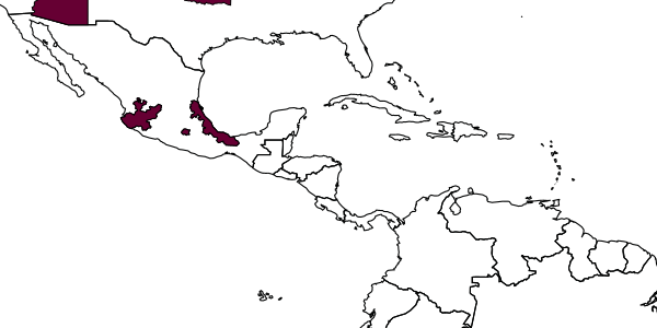 map of Tachysphex tsil     Pulawski, 1988